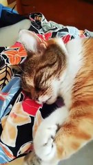 Sweet Dreams From the Sleepiest Kitty #shorts #cat #funny #funnycats #fyp #viralcats #cute #goodnight