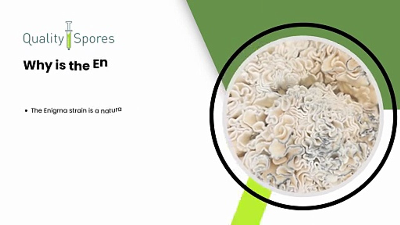 Buy Enigma Brain Coral Cubensis Spores Online|Mushroom Spores for Sale
