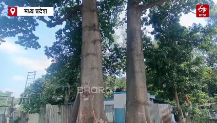 जुड़वा कपोक पर छाया संकट, लगाए गए लाल निशान, पर्यावरण प्रेमियों ने लगाई पेड़ों को बचाने की गुहार