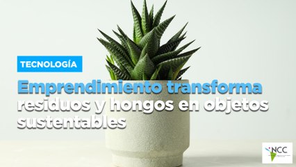 Emprendimiento transforma residuos y hongos en objetos sustentables