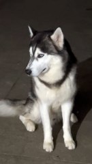 Cachorro muda completamente de humor quando dono faz pergunta certa; confira