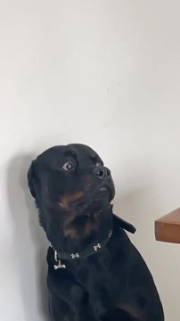 Rottweiler Looks Terrified of Kitten