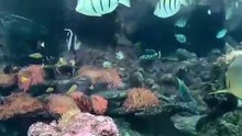 Os animais mais fofos do mundo N•501