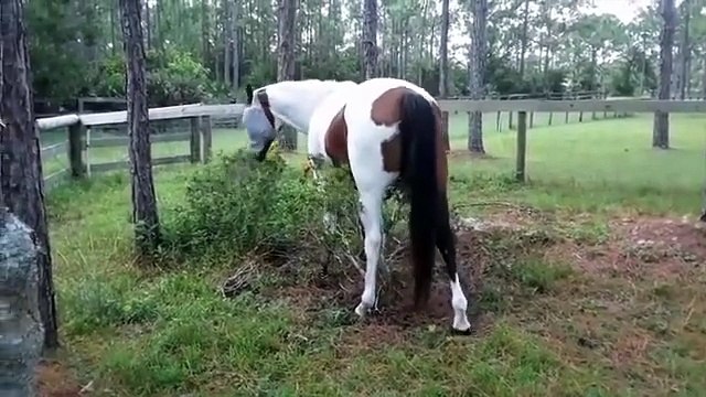 Super hilarious animal funny video compilation with cute cats dogs and pets doing silly things