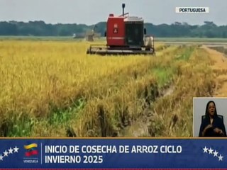 Portuguesa | En el municipio Araure se producen más de 5 mil kilos de arroz paddy
