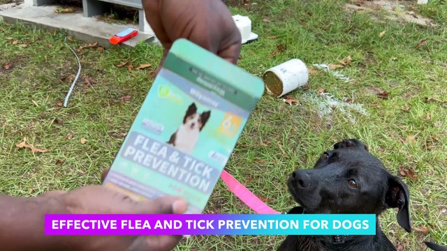 Lerqua Flea and Tick Prevention For Dogs