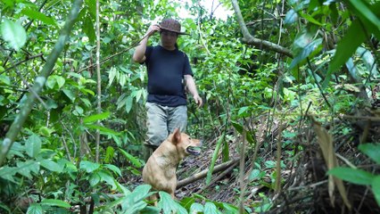 EP.494 - Colhendo inhames e frutas silvestres