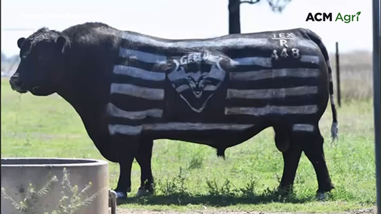 Texas Angus cow painted for Geelong in AFL Grand Final