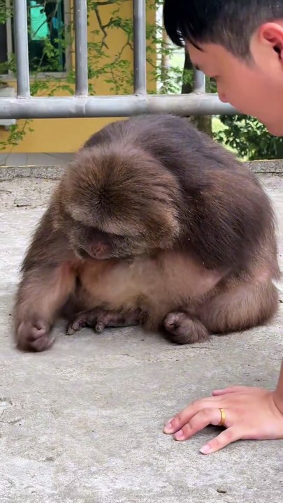 Tell me who is real xingxing 😁 #monkey #monkey #xingxing #cute #lovely