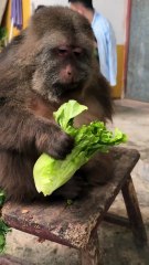 Take a bite of cabbage. #monkey #monkey #xingxing #cute #lovely