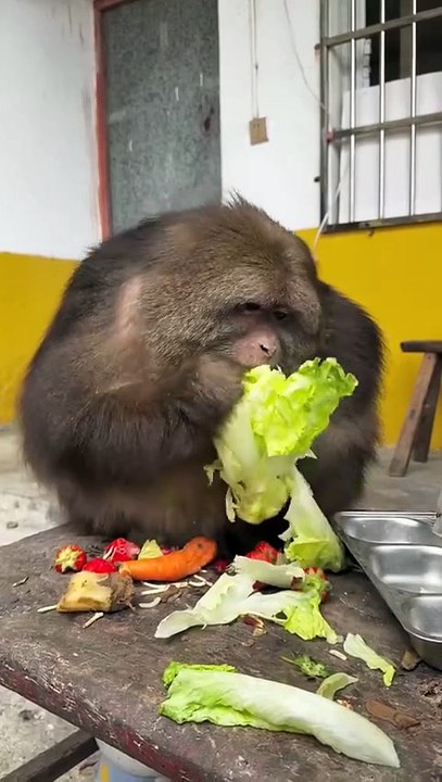 The monkey Xingxing can eat a large amount of vegetables. #monkey