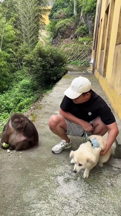 They used to be good friends. #monkey #monkey #...