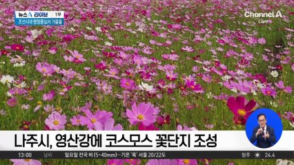 코스모스 물결 수놓은 나주…곰탕 본가서 ‘뜨끈한 국물’까지
