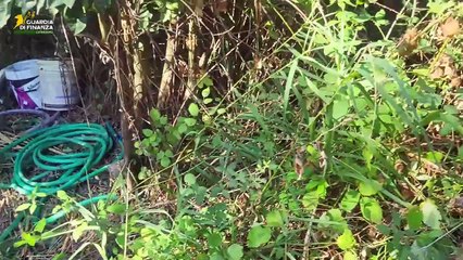 Marijuana in Catanzaro: Legal Insights 🌿