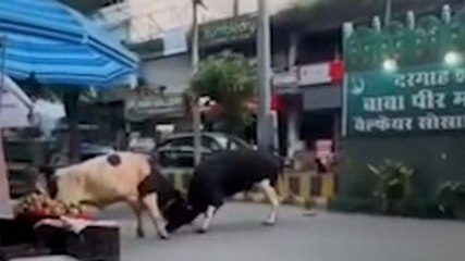 पठानकोट की सड़क पर सांडों का आतंक