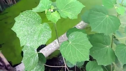 বাংলা চটি গল্প  বুর দাদু আমাকে মালিশের কথা বলে ফাটিয়ে দিল