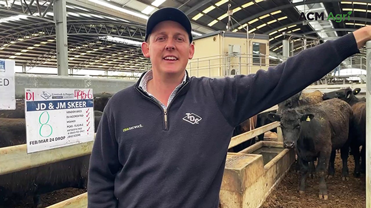 Naracoorte September store cattle sale