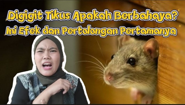 ​Digigit Tikus, Apakah Berbahaya? Ini Efek dan Pertolongan Pertamanya-Serius Ini Hewan?