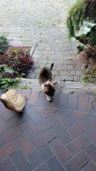 Too cold for a long walk :) #shorts #cat #funny #funnycats #fyp #viralcats #cute