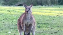Kangaroo diaries only in Australia