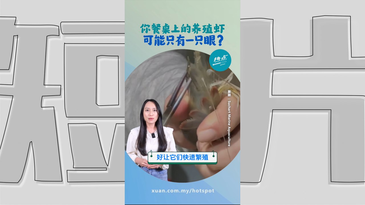 为了繁殖效率  养殖母虾要“挖眼”？ #生物篇 | 懂来做莫？ Ep232