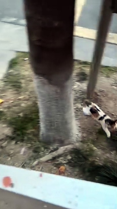 funny animals 😂cute kitten #viral #kitten #funnyanimals