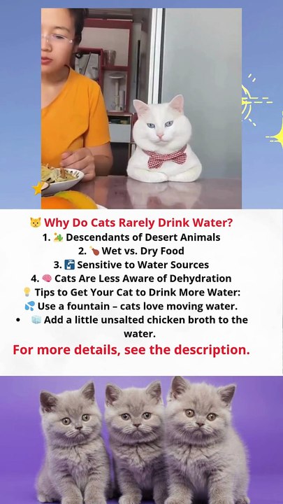 🐱 Why Do Cats Rarely Drink Water