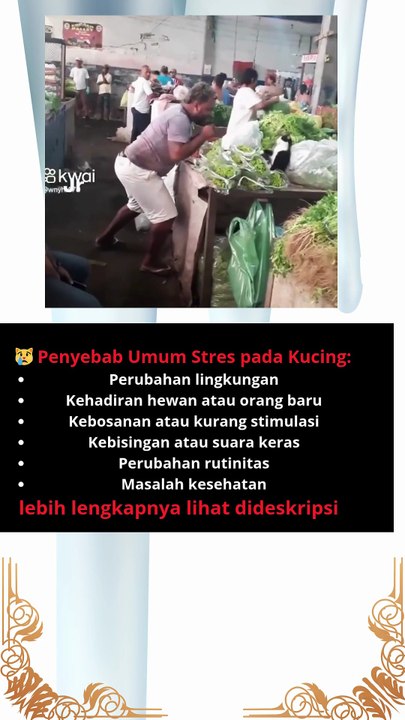😿 Penyebab Umum Stres pada Kucing