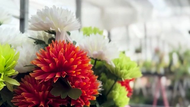 Red flowers are swaying. 越智夏音