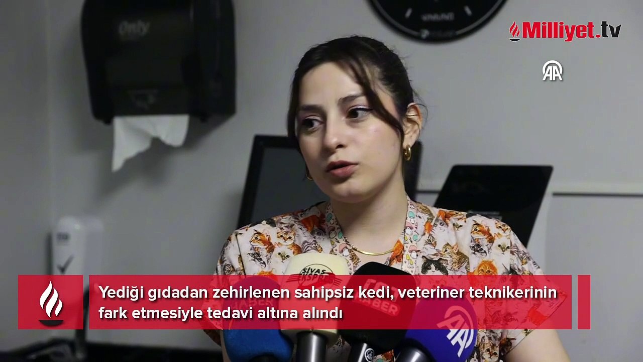 Dört ayak üstüne düşen şanslı kedi: Kendi başına gelmesi gerçekten çok ilginç