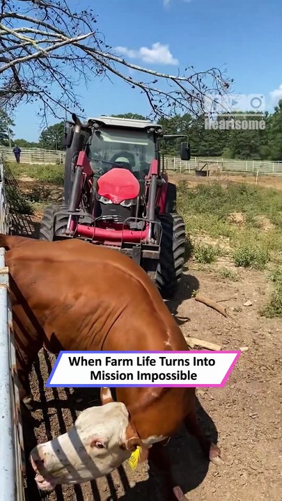 Brave Rescuers Save Cow Stuck on Fence in Heroic Effort|| Heartsome 💖