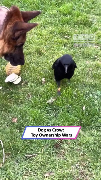 Crow Outsmarts German Shepherd in Hilarious Toy Battle|| Heartsome 💖