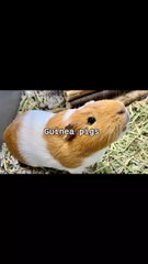 Guinea pigs