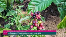 Café em alta: o que a valorização da saca revela sobre o mercado
