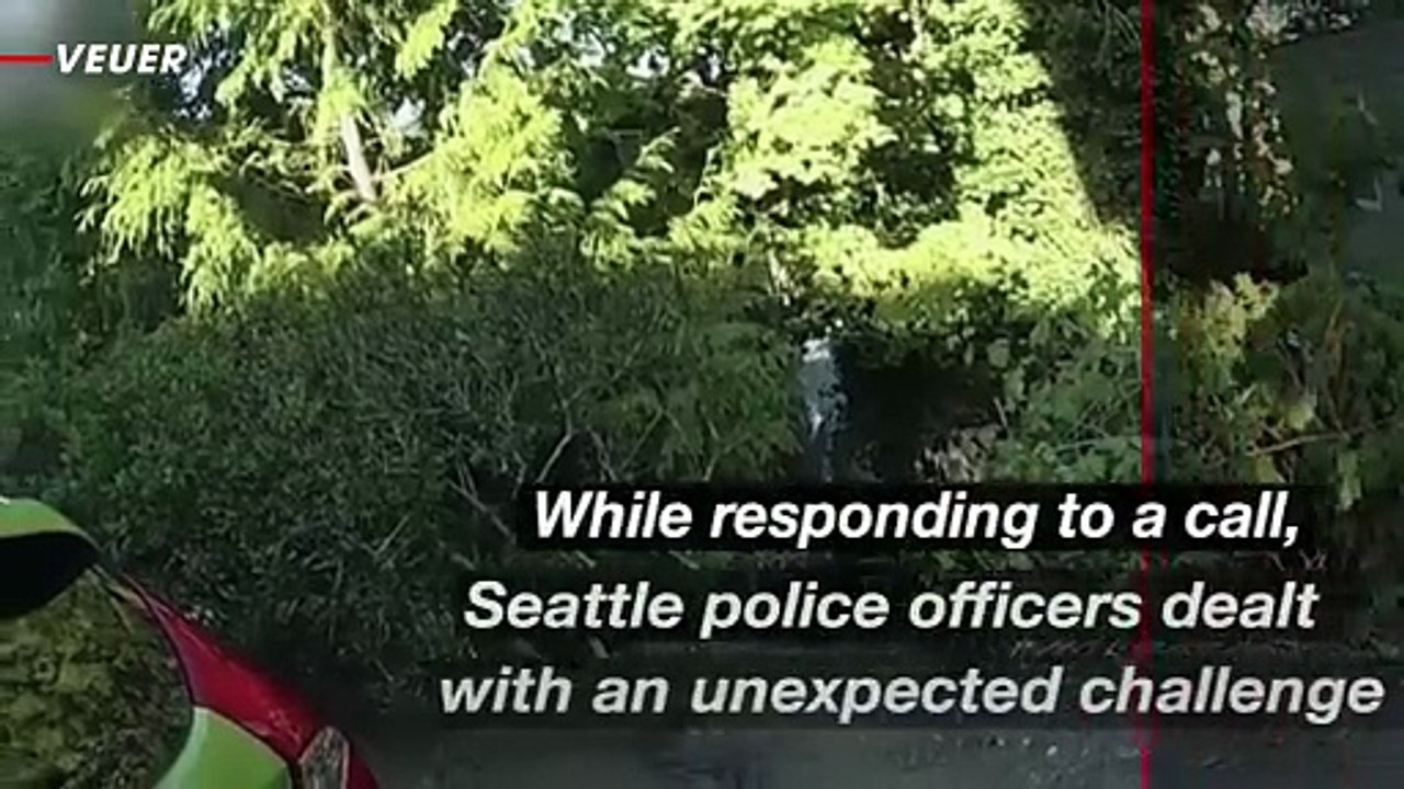 Attack of the Wasps! Police Call Turns Scary as Officers Get Swarmed