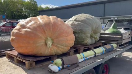 Discover the Giant Vegetables at Malvern Autumn Show 🥕