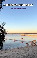 Kangaroos in Australia 🇦🇺
