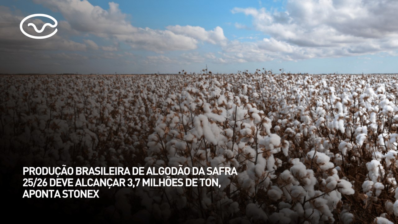 Produção brasileira de algodão da safra 25/26 deve alcançar 3,7 milhões de toneladas, aponta Stonex