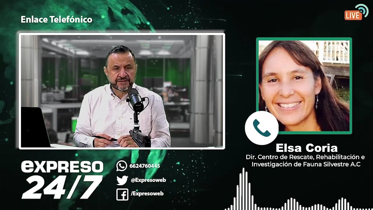 Malecón en San Carlos: riesgo para tortugas marinas