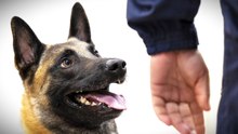 Fünf neue Datenspürhunde treten bei der Polizei ihren Dienst an