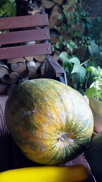 How Nature Whispers: ‘Autumn Is Here! 🍁 #shorts #nature #fall #plants #flowers #garden #fyp #viralshorts