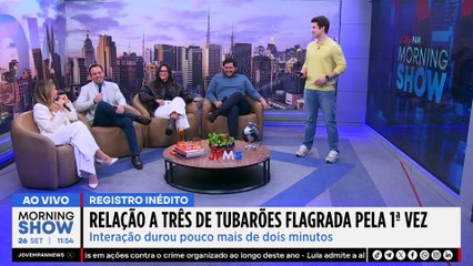 Câmera flagra INTERAÇÃO INÉDITA entre TRÊS tubarões-leopardo