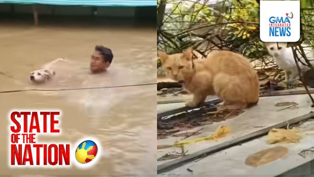 Lalaki, sinagip ang mga aso't pusa na na-trap sa baha | SONA
