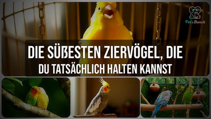Die süßesten Ziervögel als Haustier: Diese Arten kannst du halten!