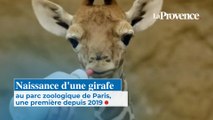 Naissance d'une girafe au parc zoologique de Paris,  une première depuis 2019