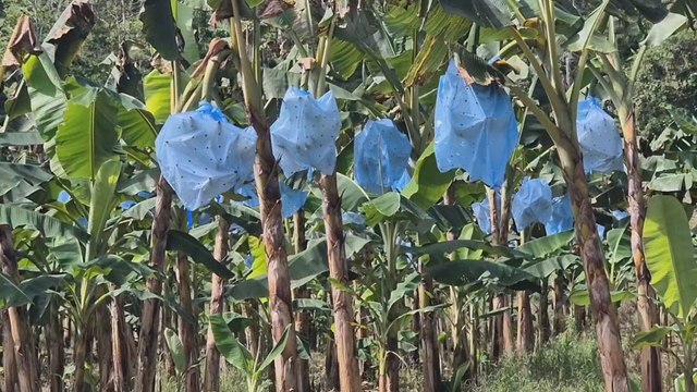 Productores de plátano en Bocas del Toro denuncian hurto y amenazas; piden más vigilancia policial
