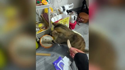 New Funniest Cats and Dogs Clips 2025😼🐶Try Not To Laugh😜 Part 1