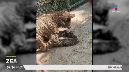 ¡Hembra de oso negro americano se encuentra en condiciones terribles!