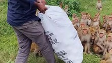 Cute baby monkey 28