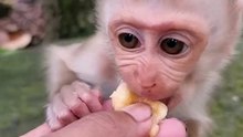 Cute baby monkey 26